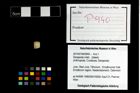 Foto (Objekt + Etikett) von Decapoda indet.  (NHMW-GEO-2014-0194-0940)